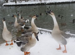  Animals La beaut du paysage sous la neige. 