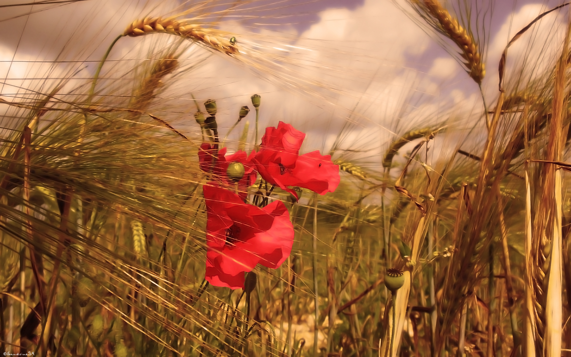 Fonds d'cran Nature Fleurs 