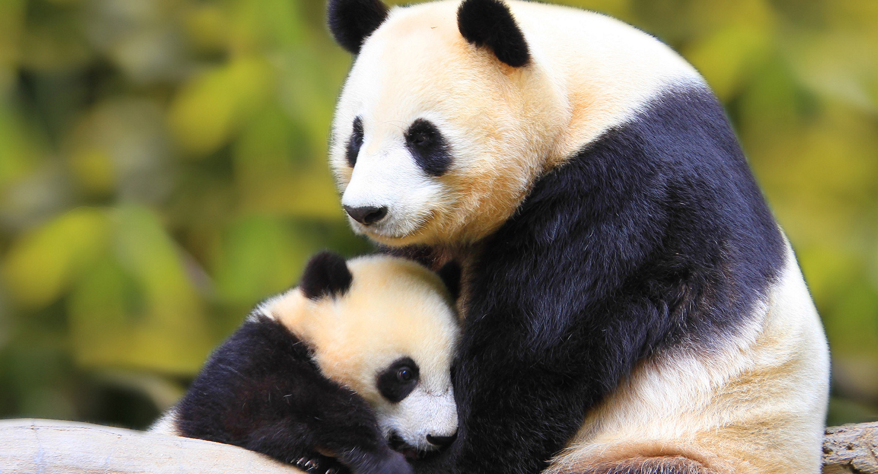 Wallpapers Animals Pandas 