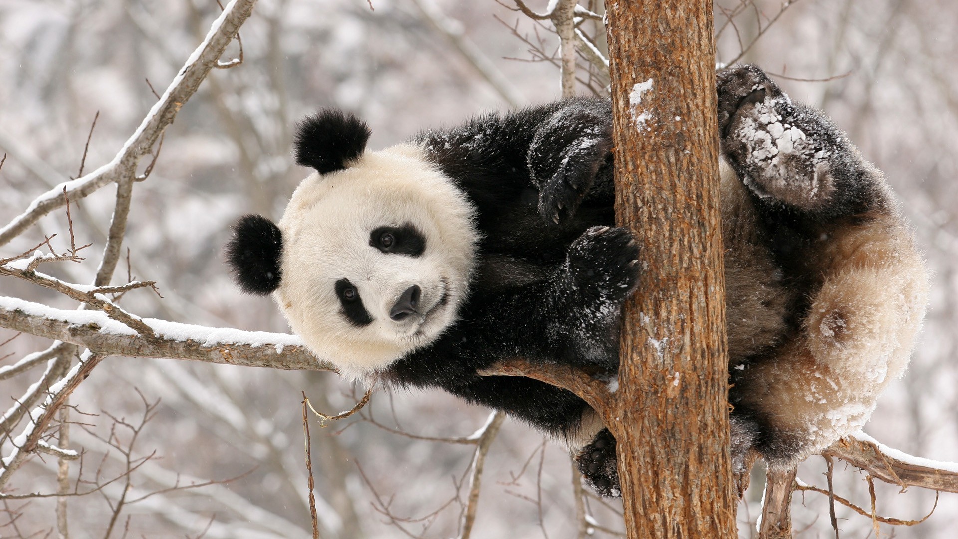 Wallpapers Animals Pandas 