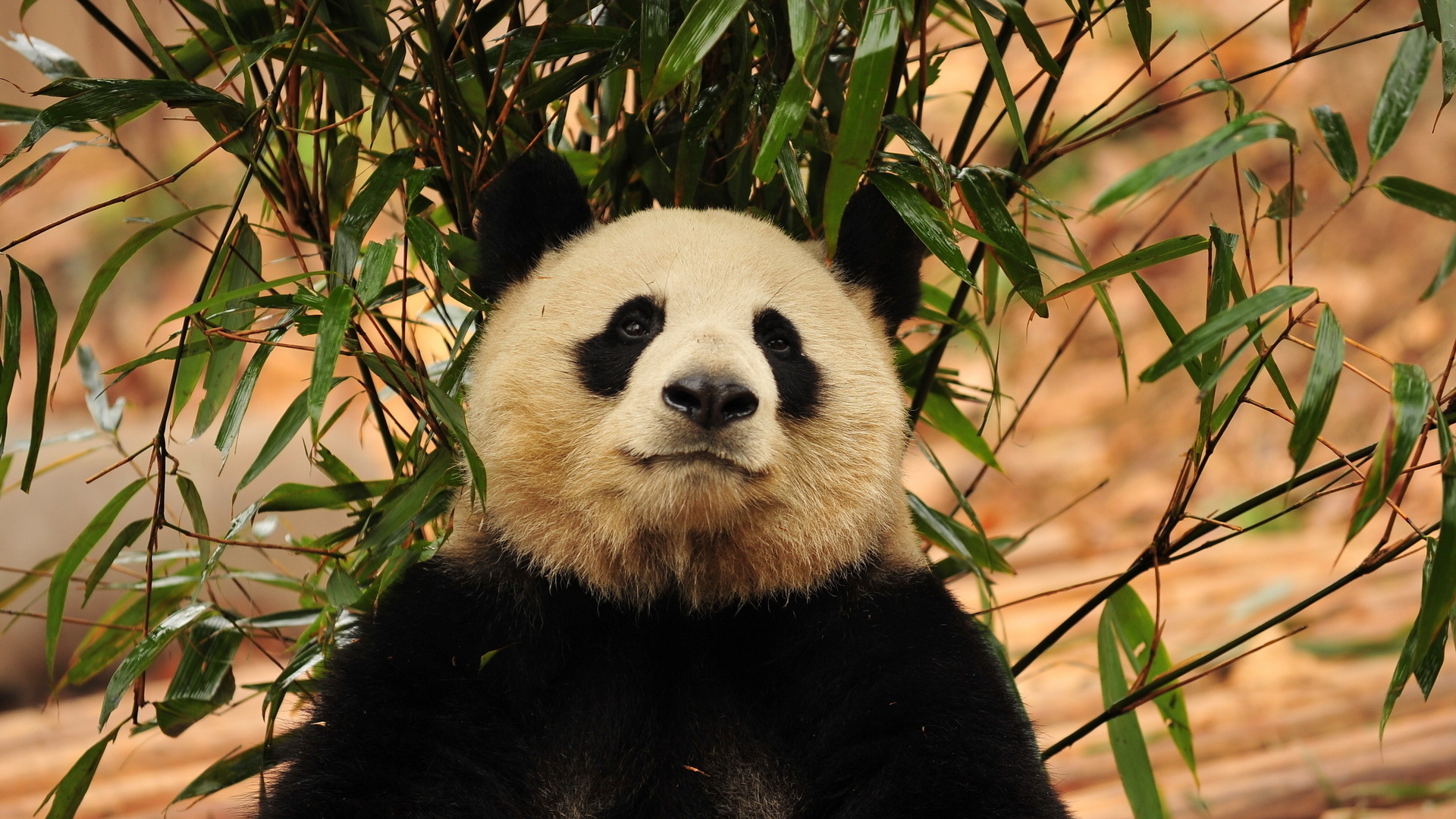 Wallpapers Animals Pandas 