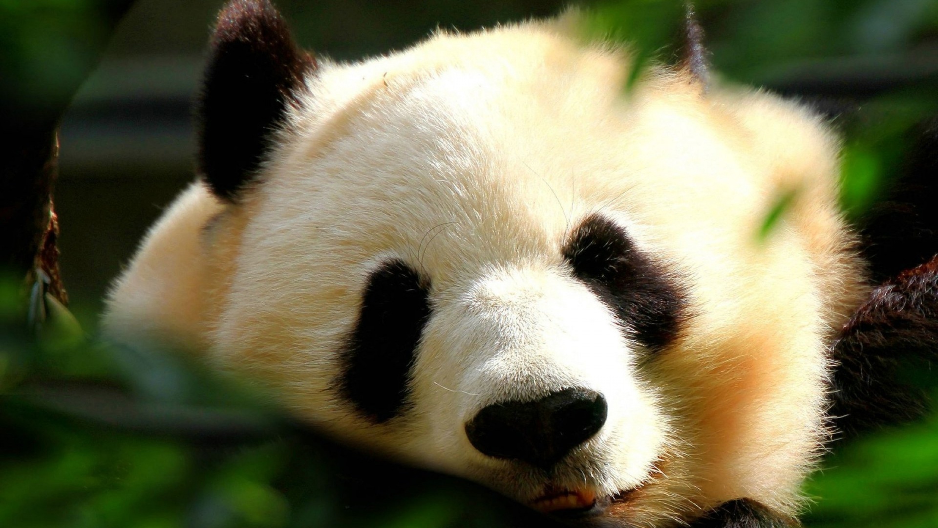 Wallpapers Animals Pandas 