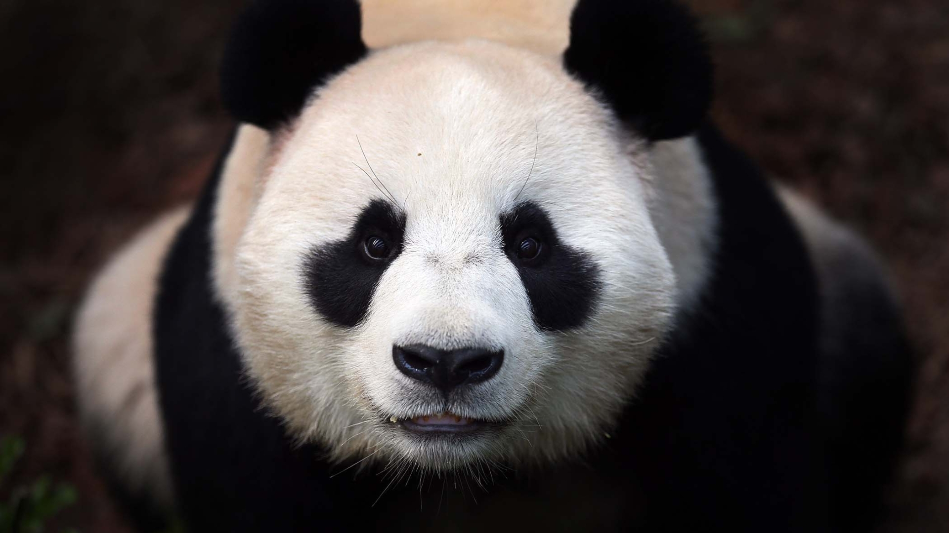 Wallpapers Animals Pandas 