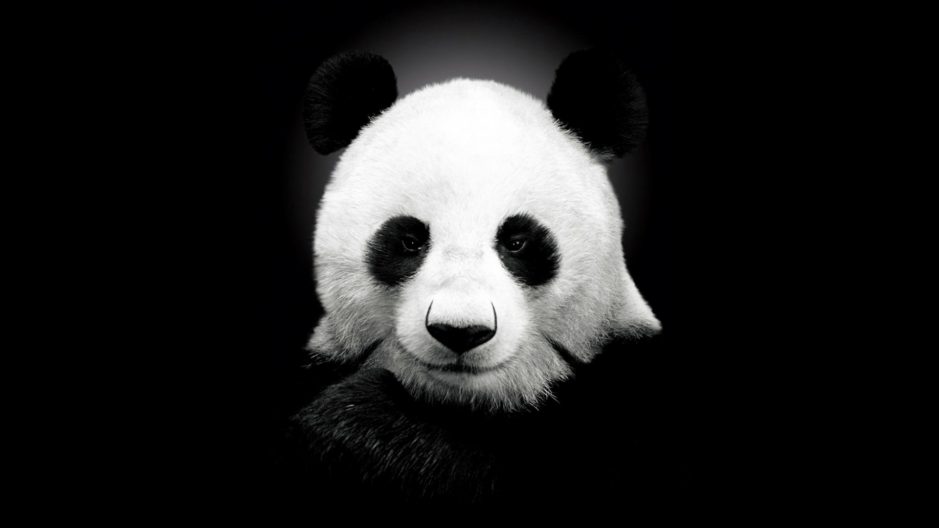 Wallpapers Animals Pandas 