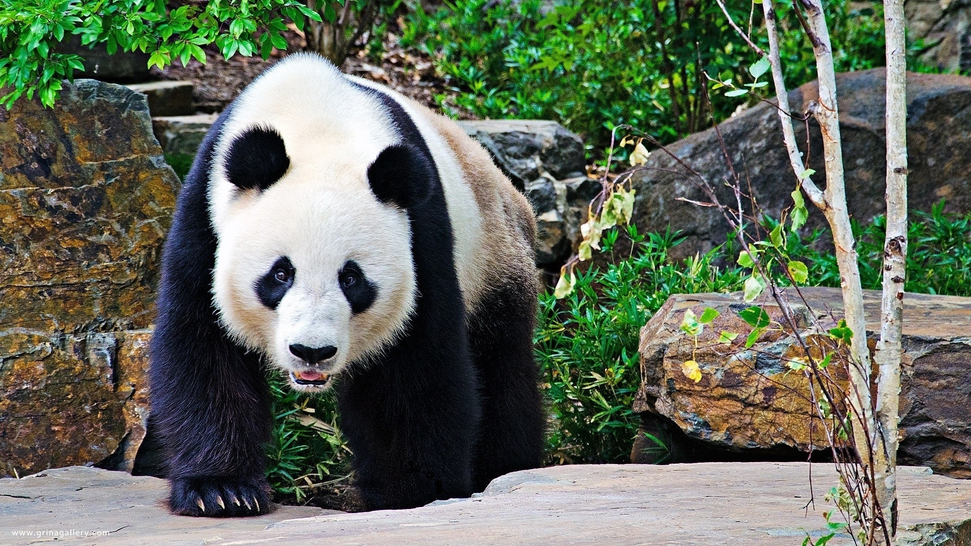 Wallpapers Animals Pandas 