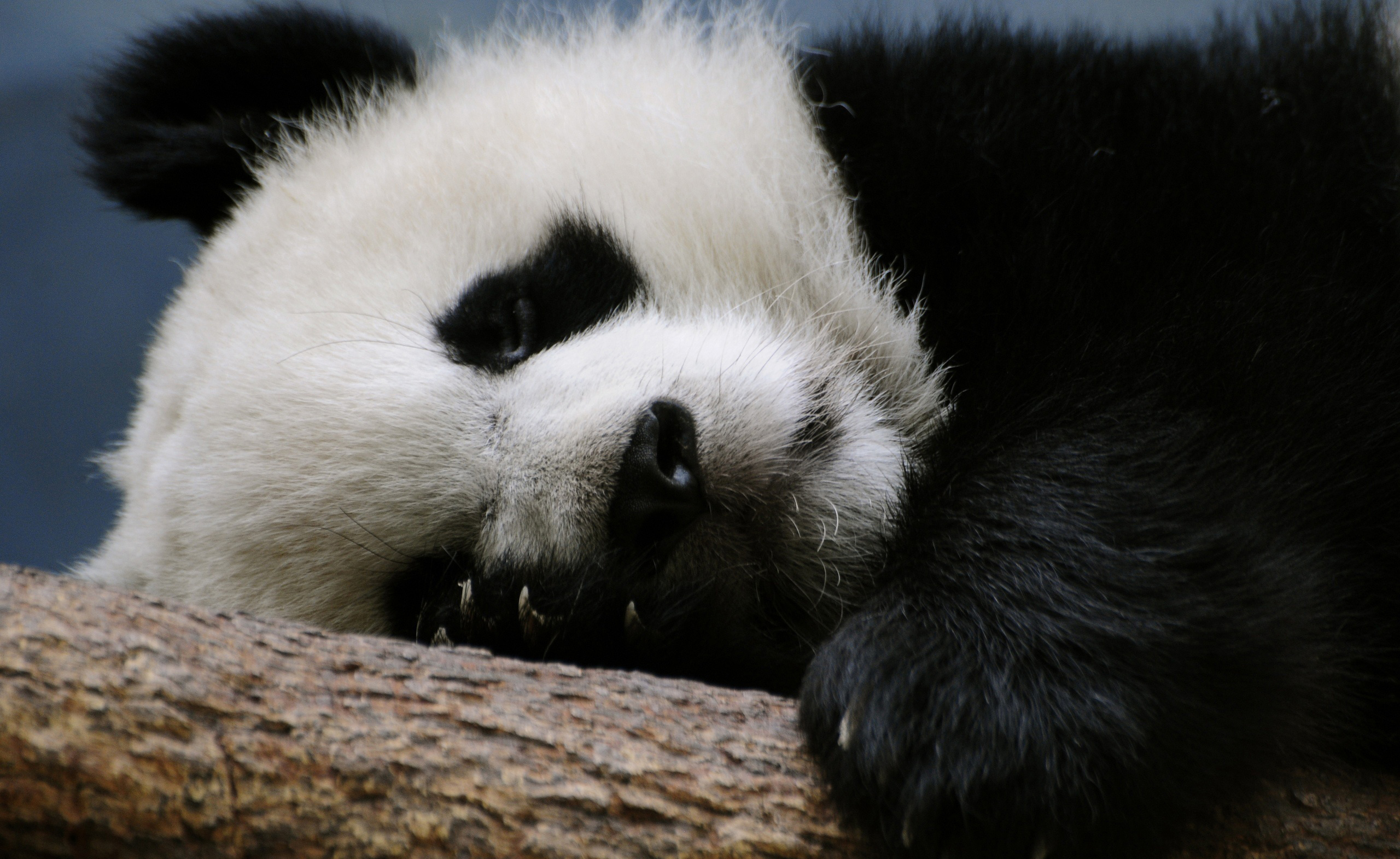 Wallpapers Animals Pandas 