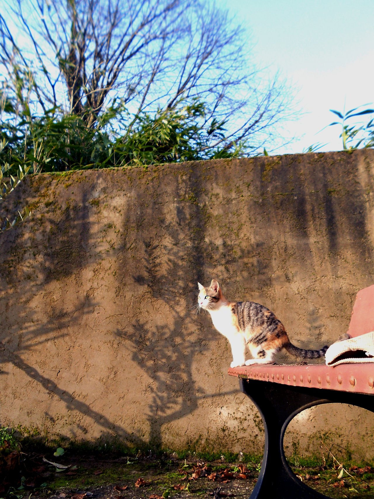 Fonds d'cran Animaux Chats - Chatons 