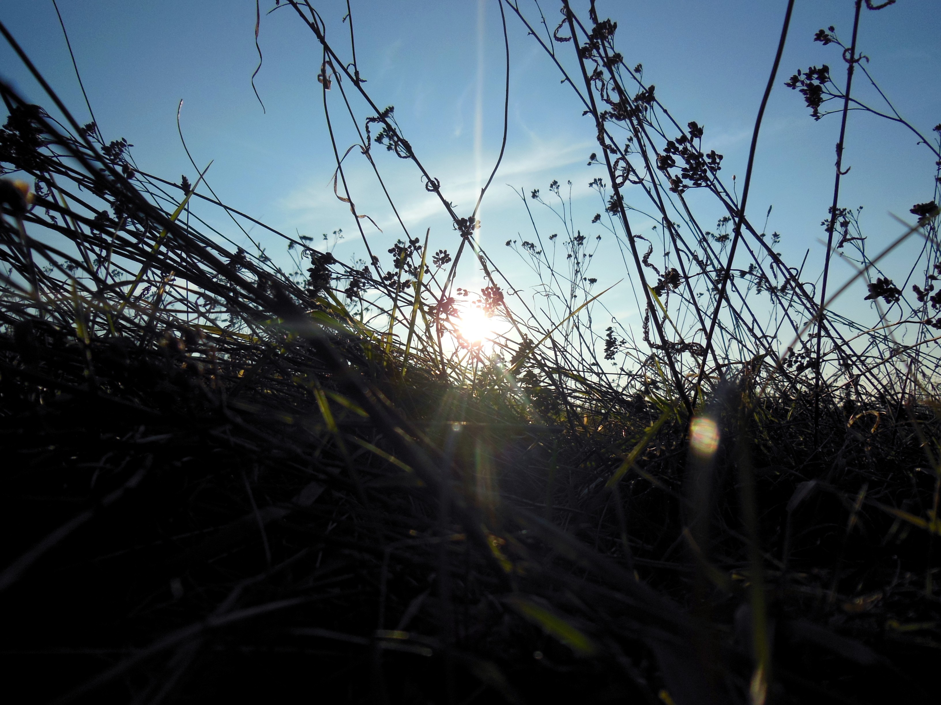 Fonds d'cran Nature Herbes 