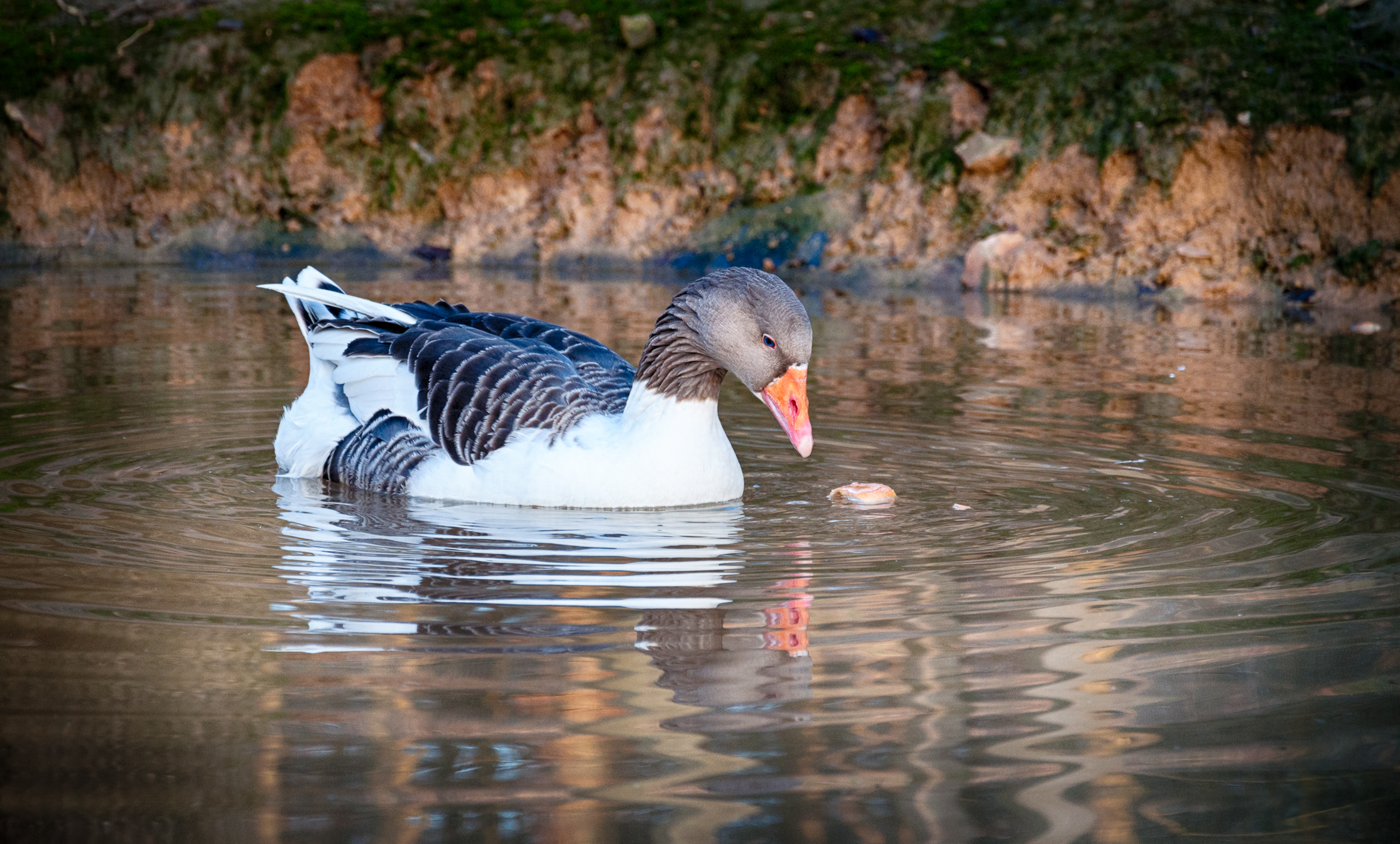 Wallpapers Animals Birds - Geese 