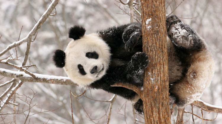 Wallpapers Animals Pandas Wallpaper N332069