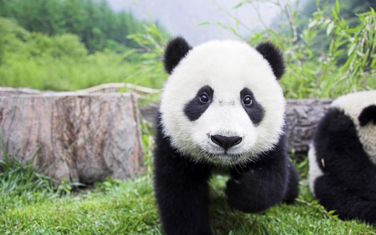 Fonds d'cran Animaux Pandas Wallpaper N332071