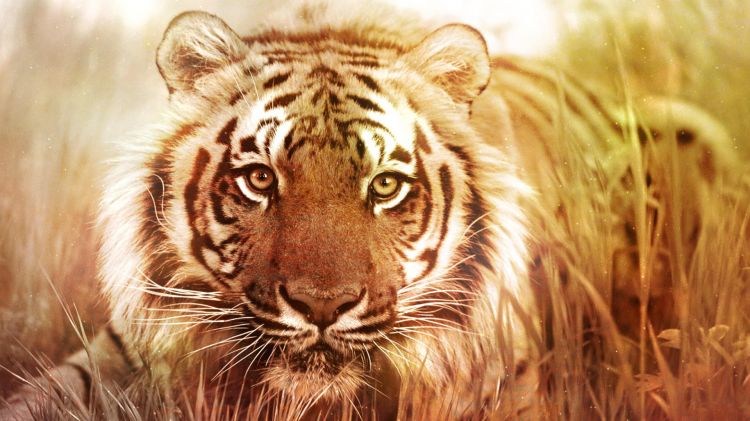 Fonds d'cran Animaux Flins - Tigres Wallpaper N332130