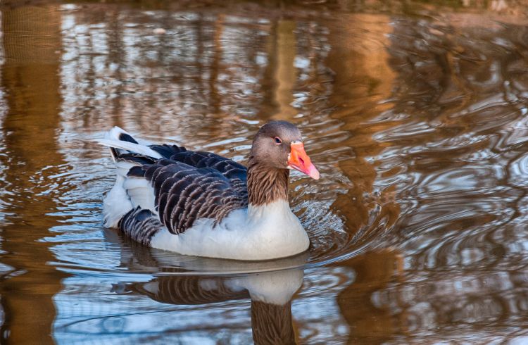 Fonds d'cran Animaux Oiseaux - Oies Wallpaper N332147