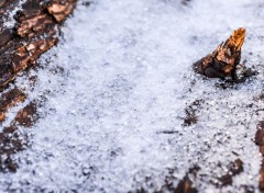  Nature Petite neige sur bûche