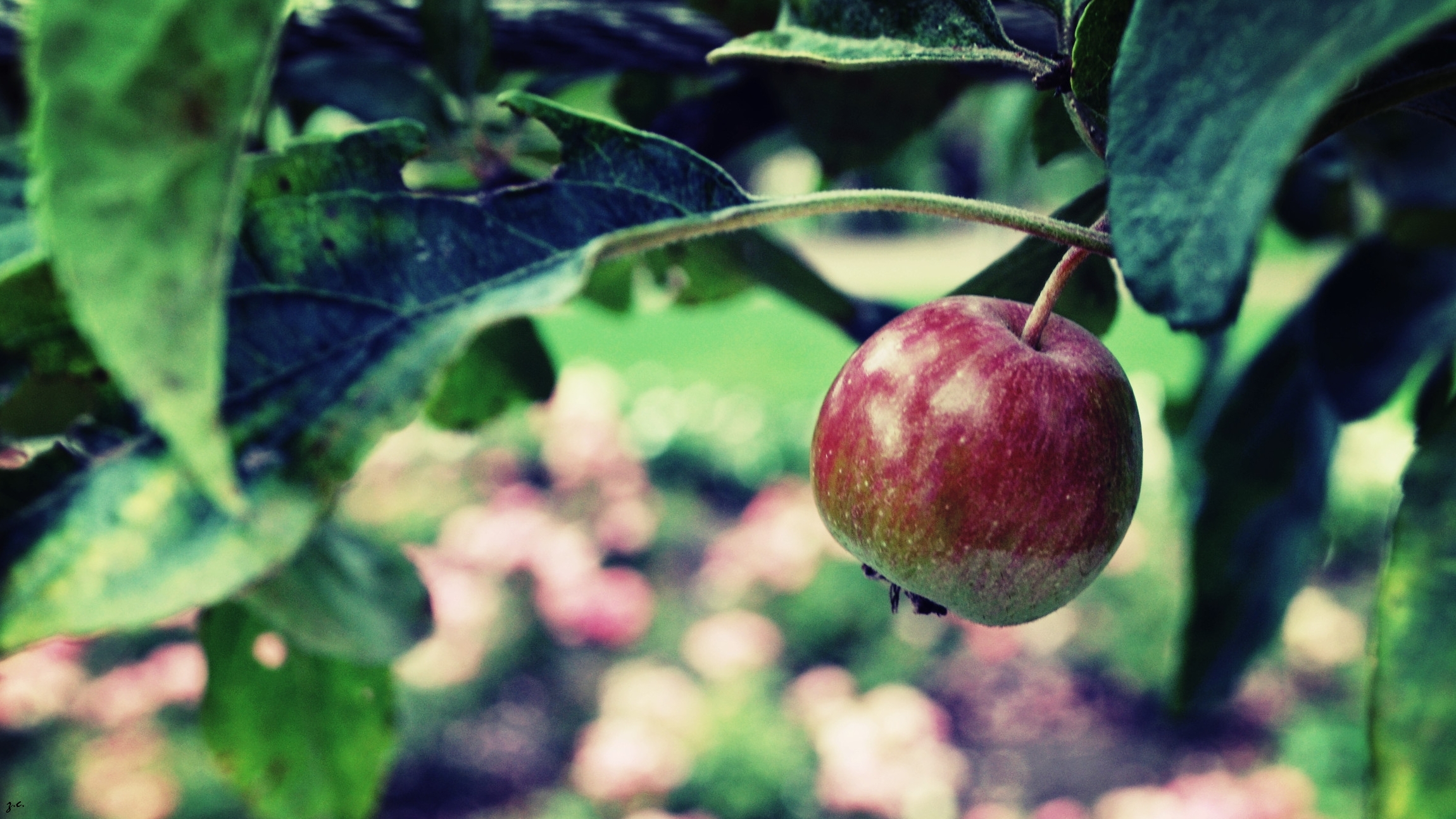 Wallpapers Nature Fruits On my own