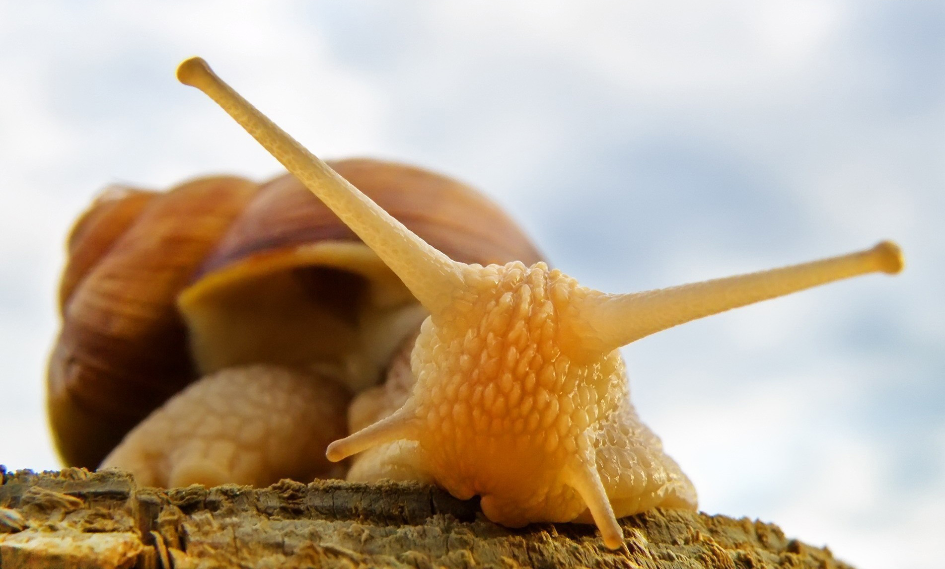 Fonds d'cran Animaux Escargots - Limaces 