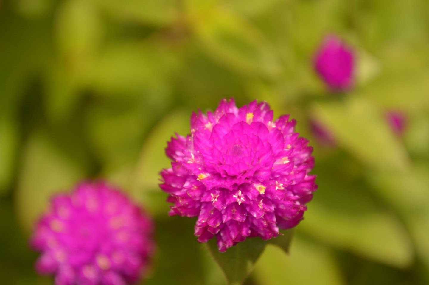 Fonds d'cran Nature Fleurs 