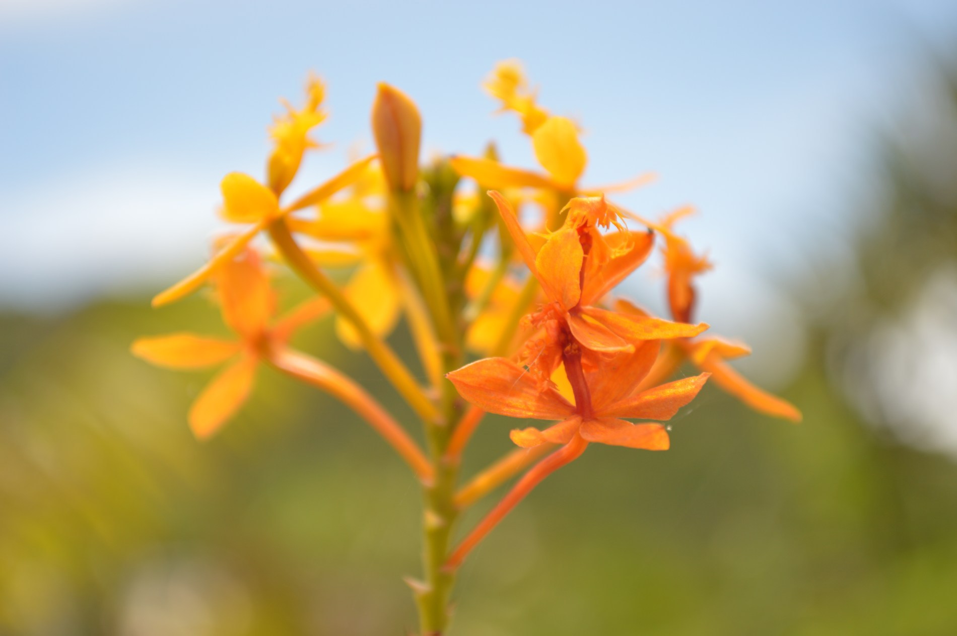 Fonds d'cran Nature Fleurs 