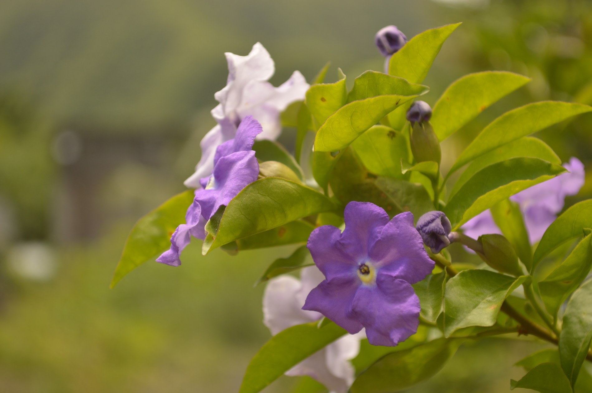 Fonds d'cran Nature Fleurs 