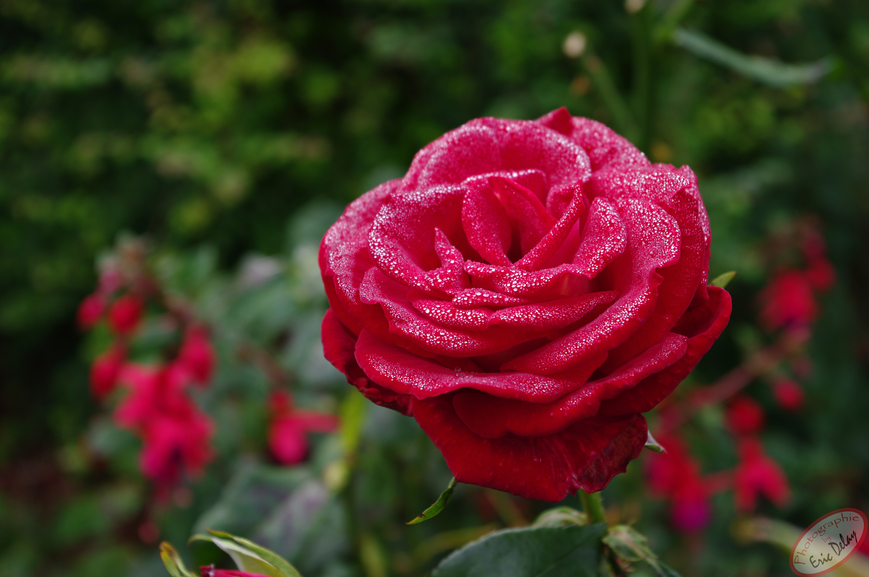 Fonds d'cran Nature Fleurs Rose