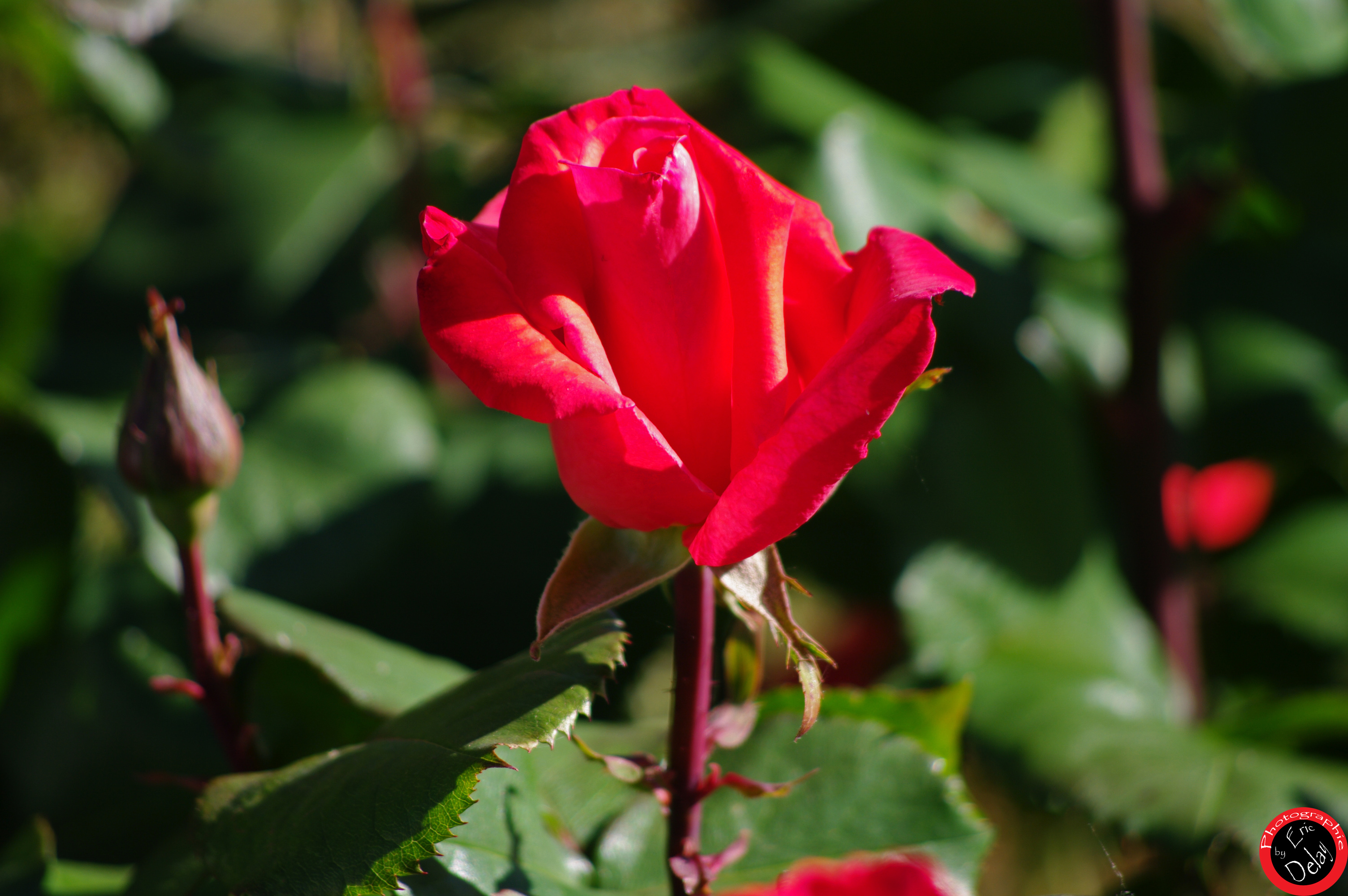 Fonds d'cran Nature Fleurs Rose