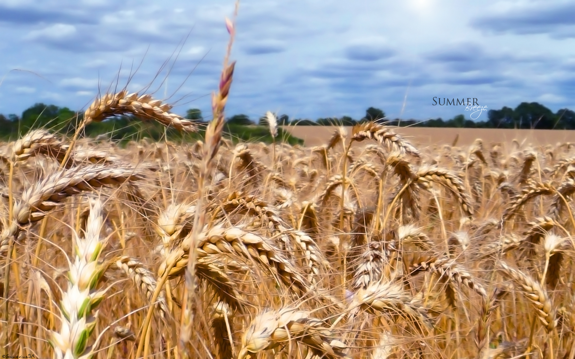 Fonds d'cran Nature Champs - Prairies 