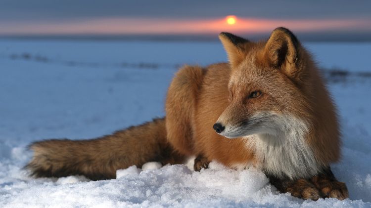 Wallpapers Animals Foxes Renard