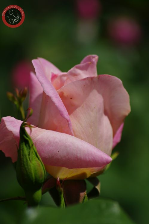 Fonds d'cran Nature Fleurs Rose