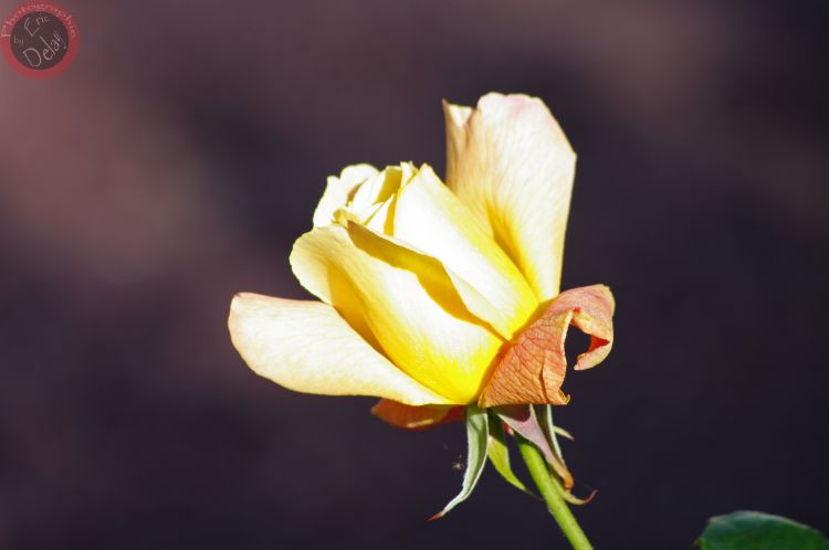 Fonds d'cran Nature Fleurs Fleur