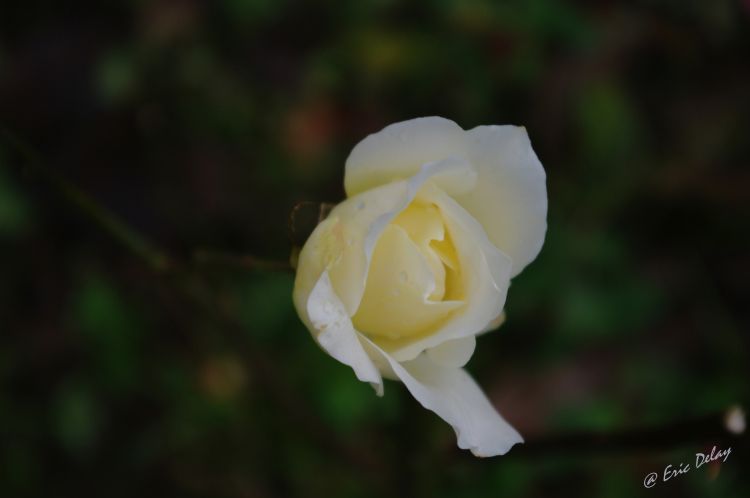 Fonds d'cran Nature Fleurs Rose