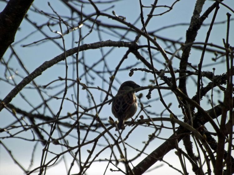 Wallpapers Animals Birds - Sparrows comme un oiseau sur la branche