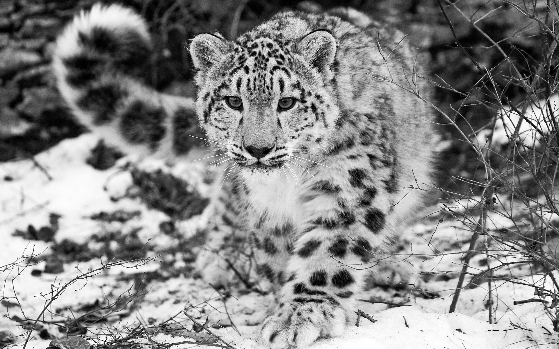 Fonds d'cran Animaux Flins - Panthres des neiges Panthère des Neiges