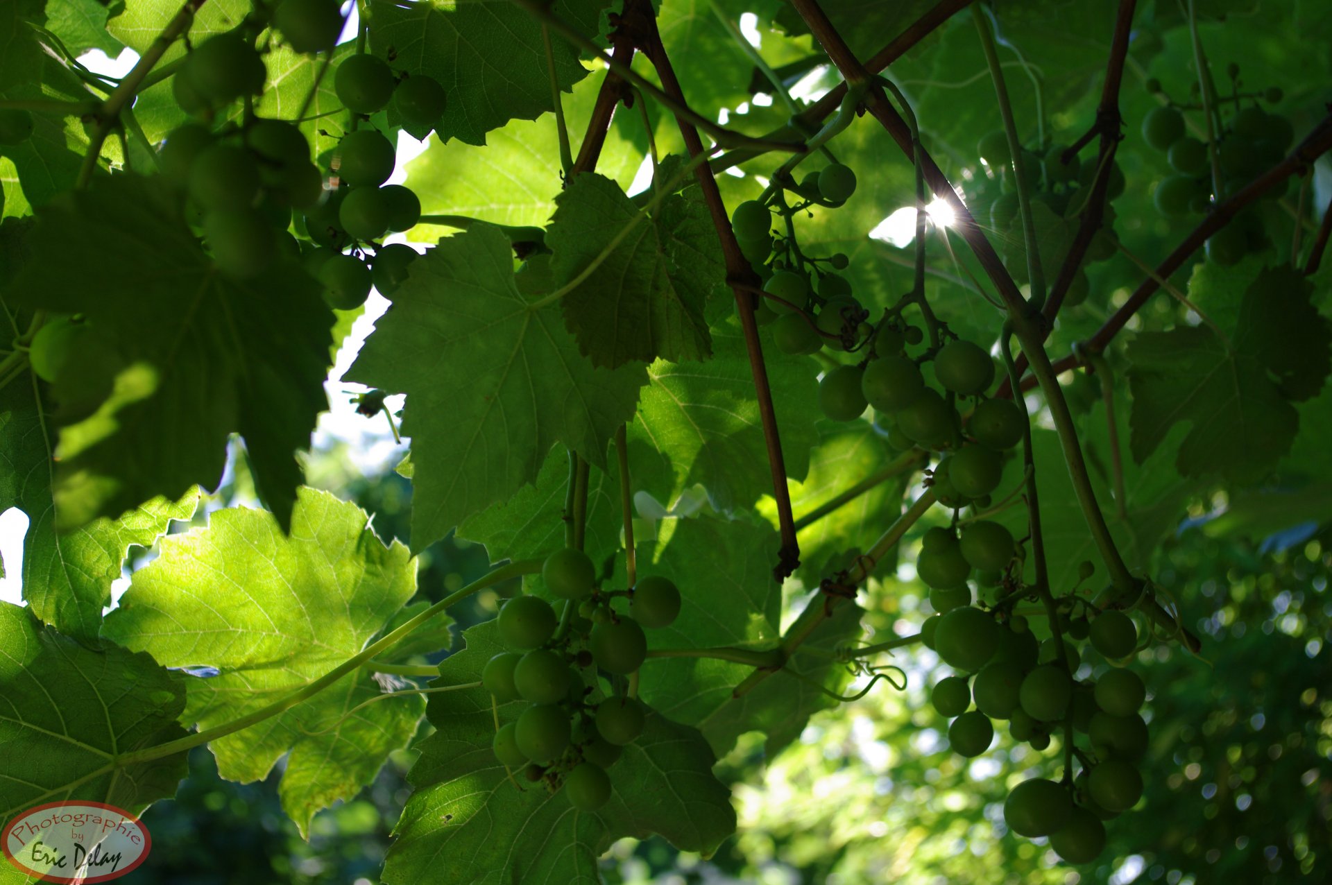 Fonds d'cran Nature Plantes - Arbustes Plante