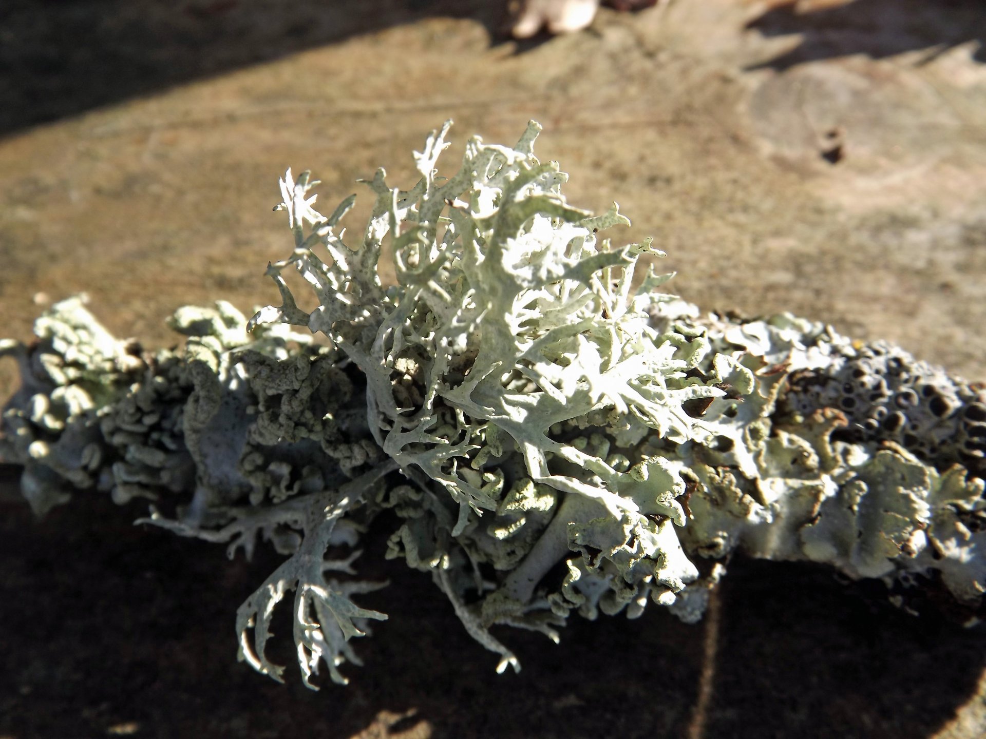 Fonds d'cran Nature Mousses - Lichens lichen