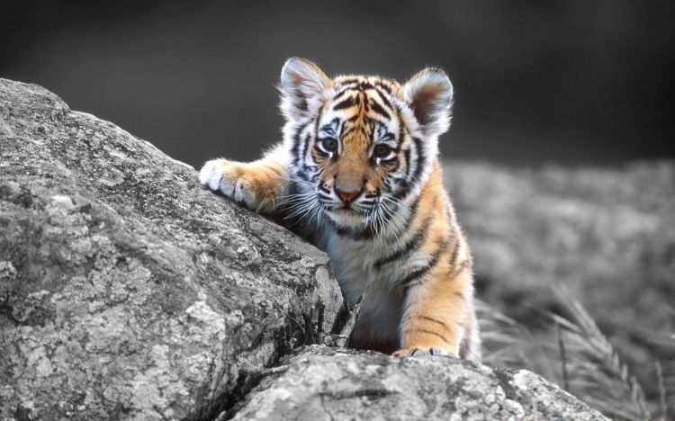 Fonds d'cran Animaux Flins - Tigres Wallpaper N332446