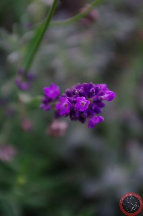 Fonds d'cran Nature Plantes - Arbustes Plante