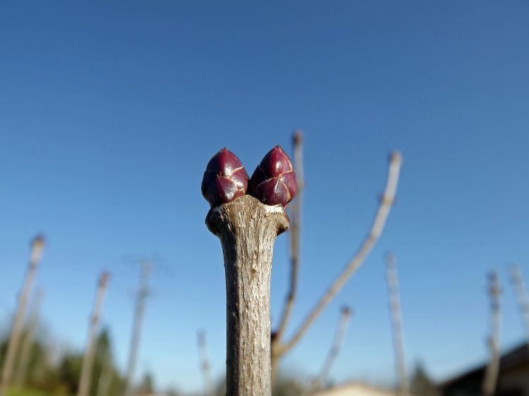 Fonds d'cran Nature Bourgeons lila