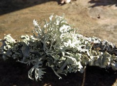  Nature lichen