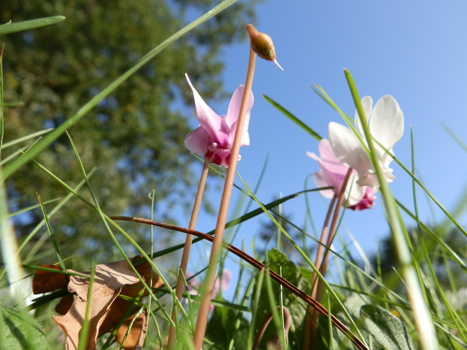 Wallpapers Nature Flowers Campagne