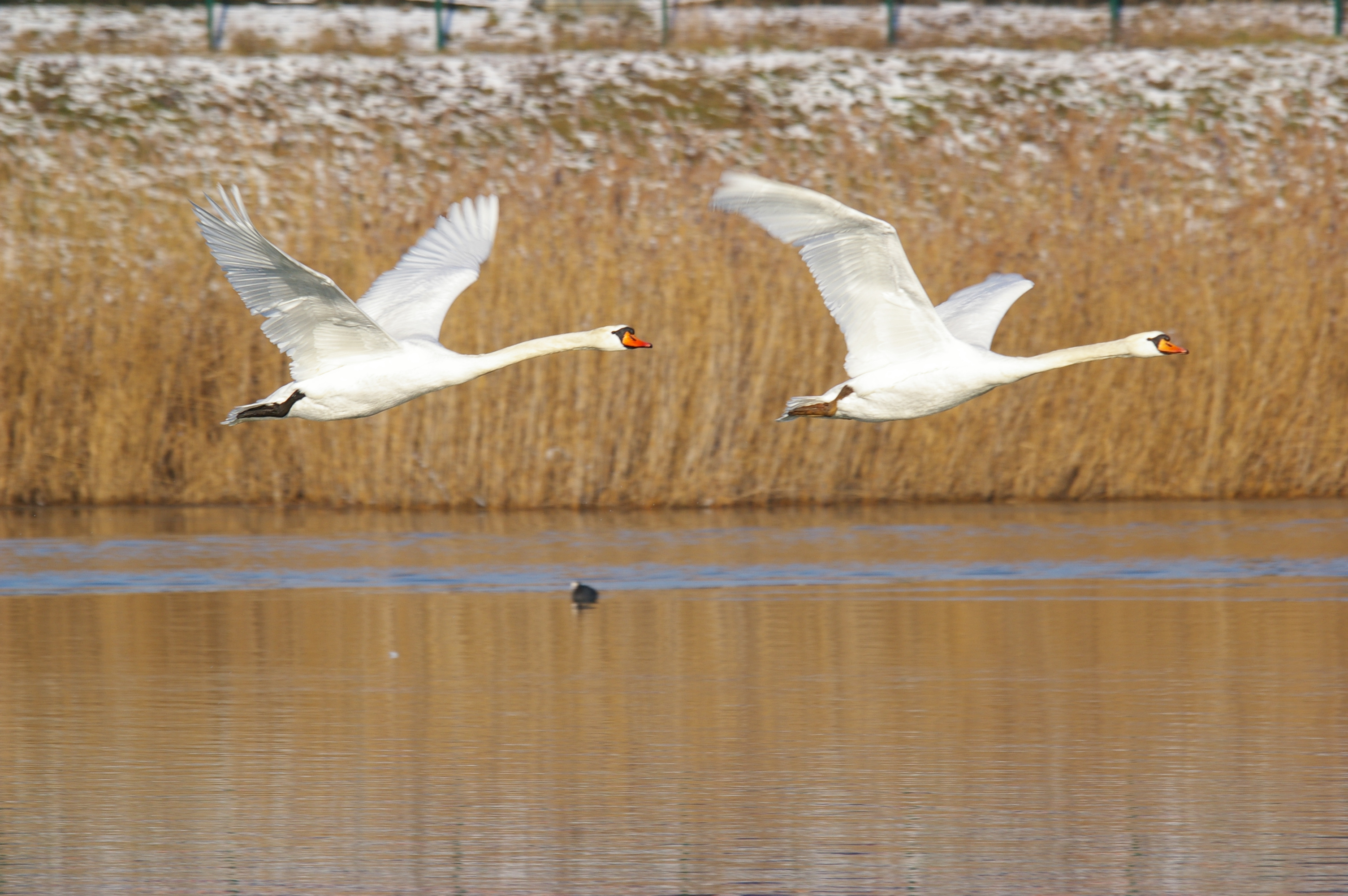 Wallpapers Animals Birds - Swans 