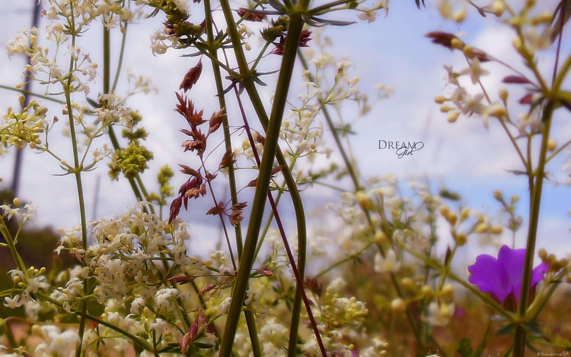 Fonds d'cran Nature Fleurs 