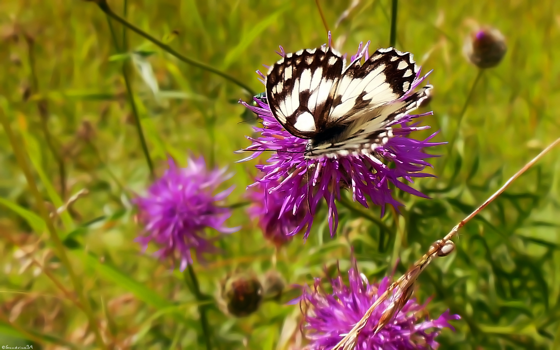 Fonds d'cran Animaux Insectes - Papillons 