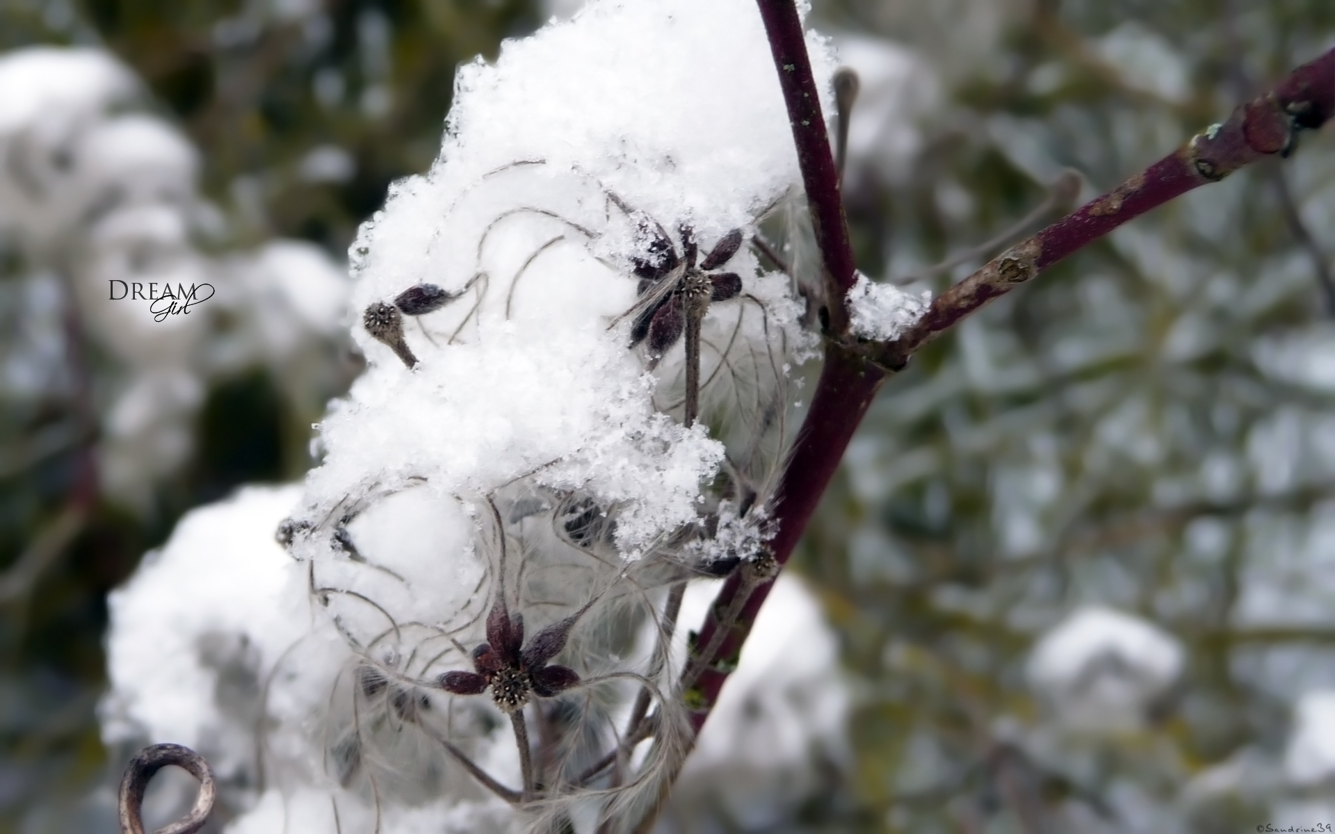 Fonds d'cran Nature Saisons - Hiver 