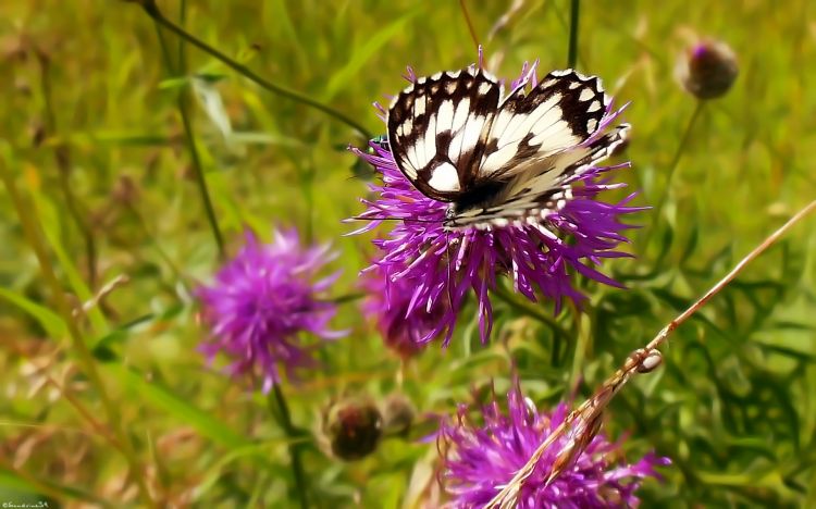 Fonds d'cran Animaux Insectes - Papillons Wallpaper N332666