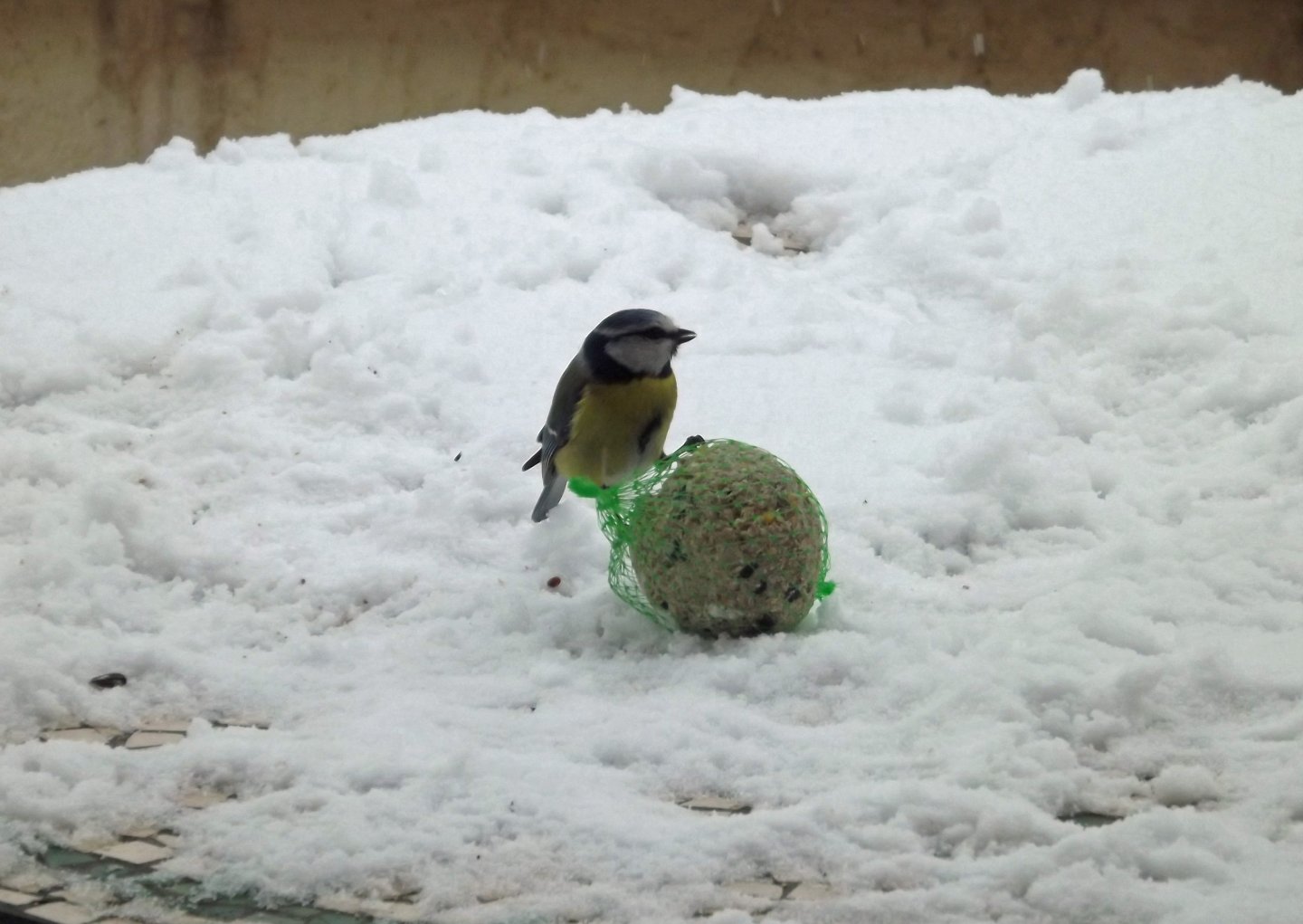 Fonds d'cran Animaux Oiseaux - Msanges les oiseaux en hiver