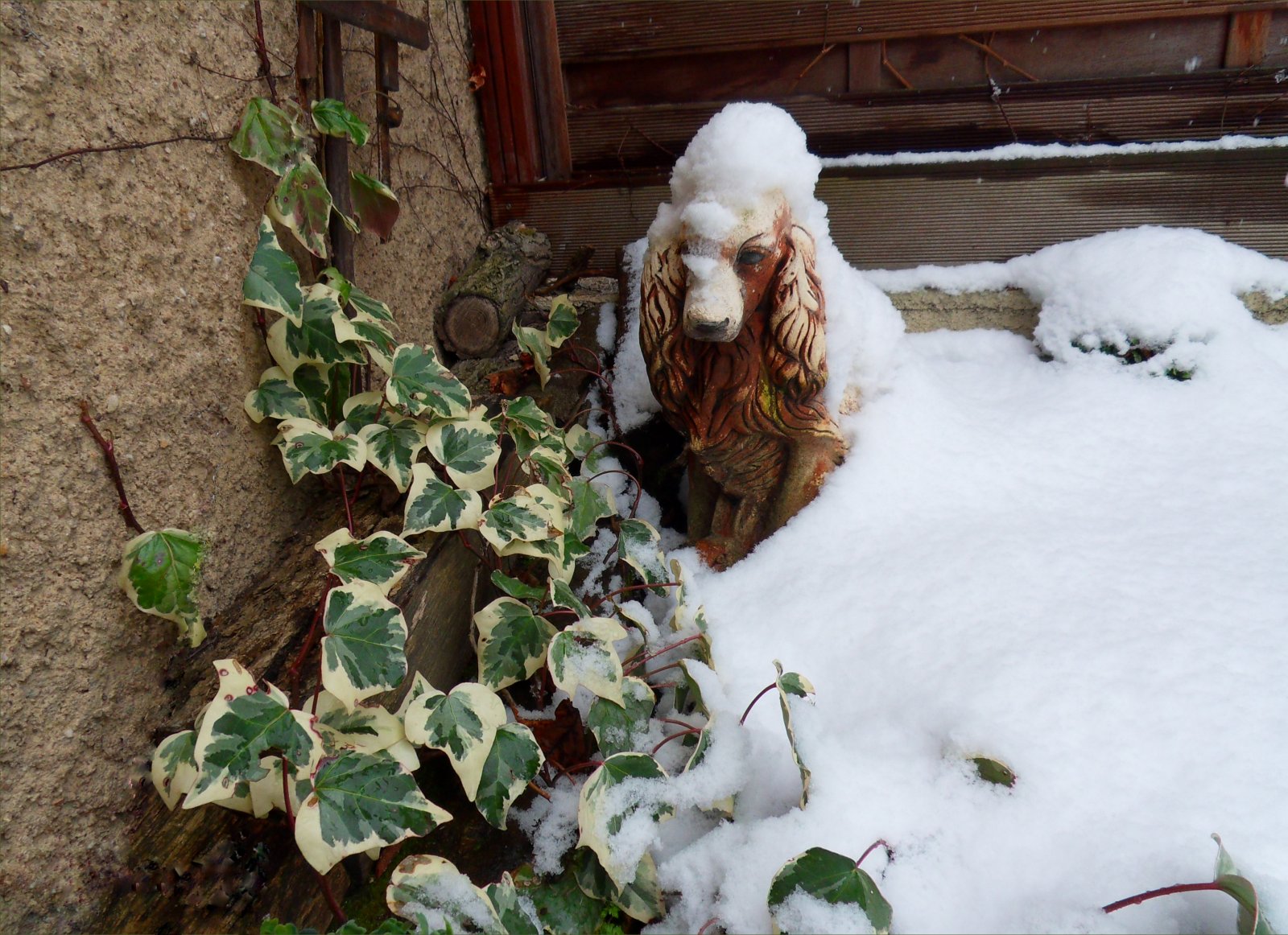 Fonds d'cran Animaux Chiens 