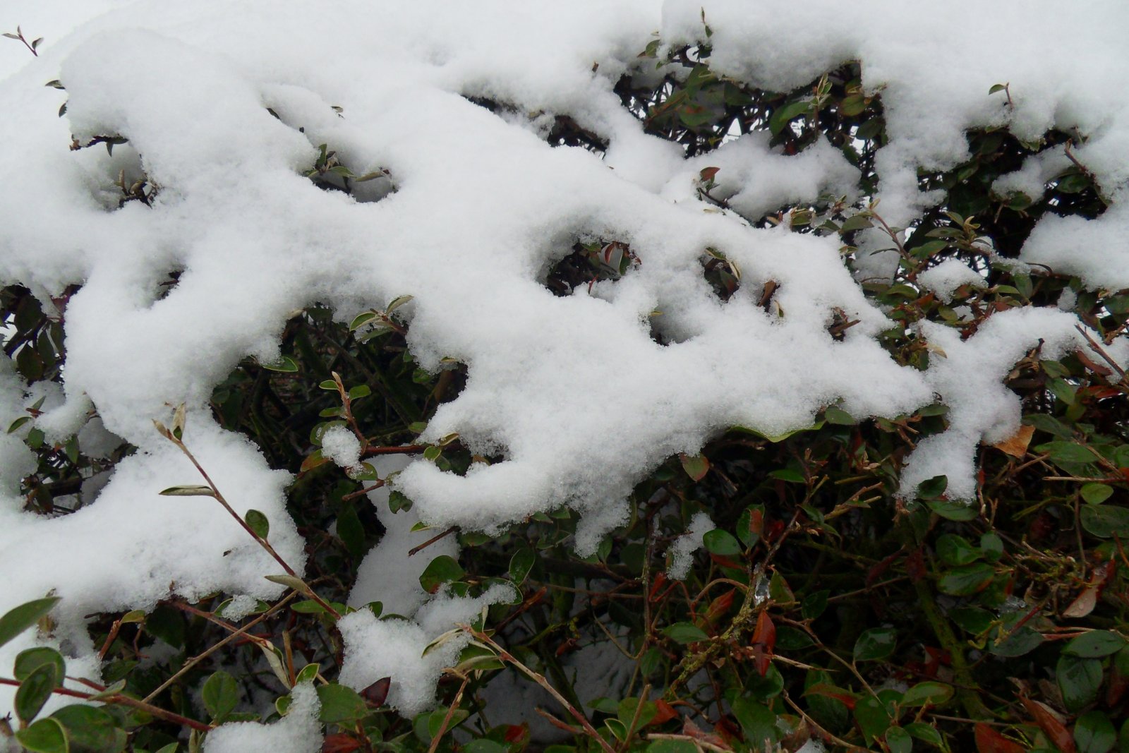 Fonds d'cran Nature Plantes - Arbustes 