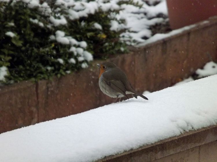 Fonds d'cran Animaux Oiseaux - Rougegorges les oiseaux en hiver