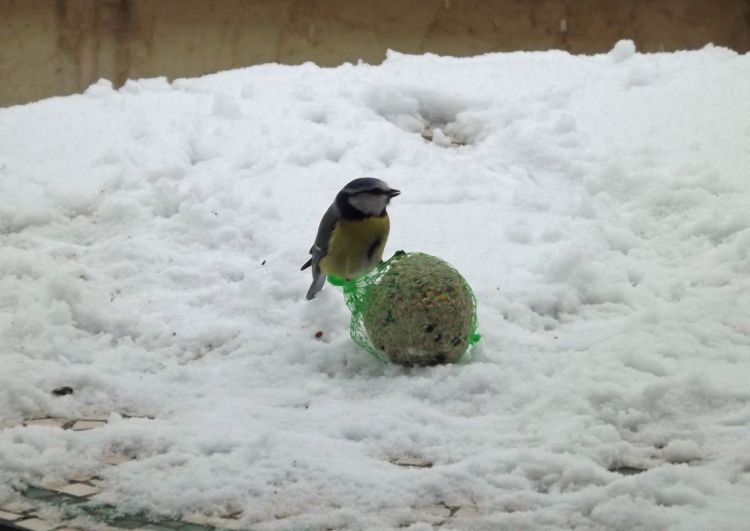 Wallpapers Animals Birds - Chickadees les oiseaux en hiver