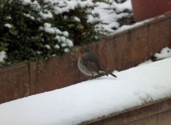  Animaux les oiseaux en hiver